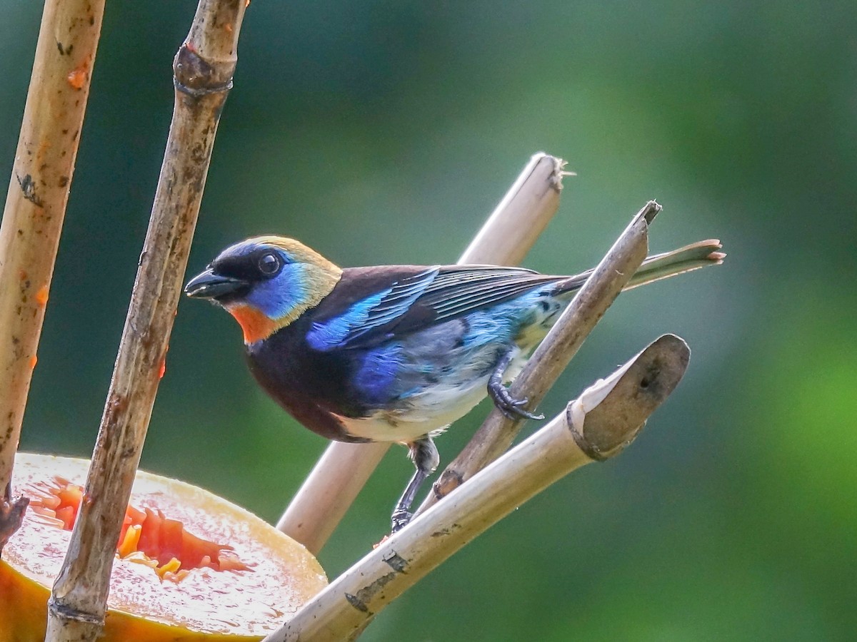 Golden-hooded Tanager - Stéphane  Thomin