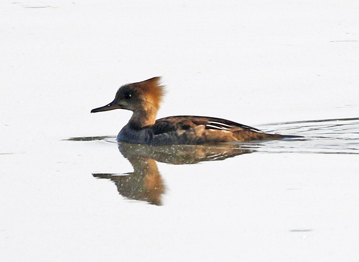 Hooded Merganser - William Parkin