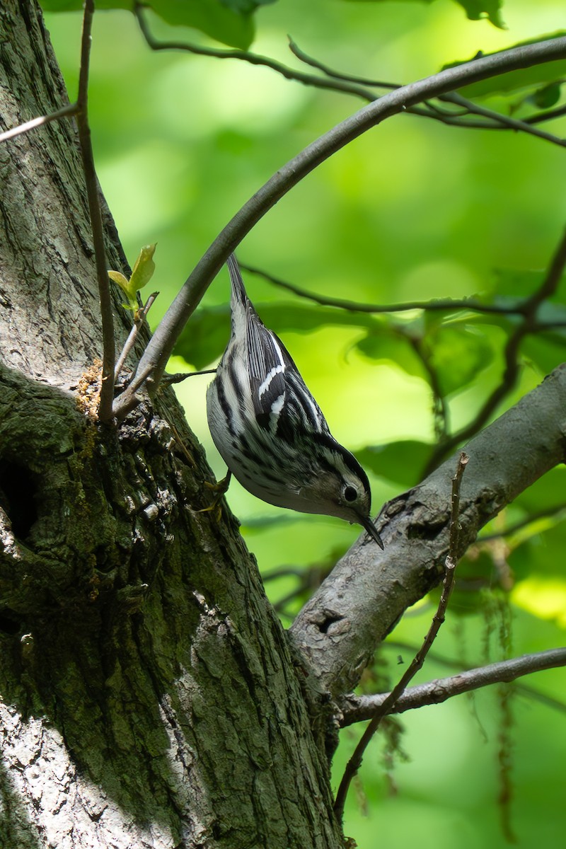 Black-and-white Warbler - Timothy Flynn