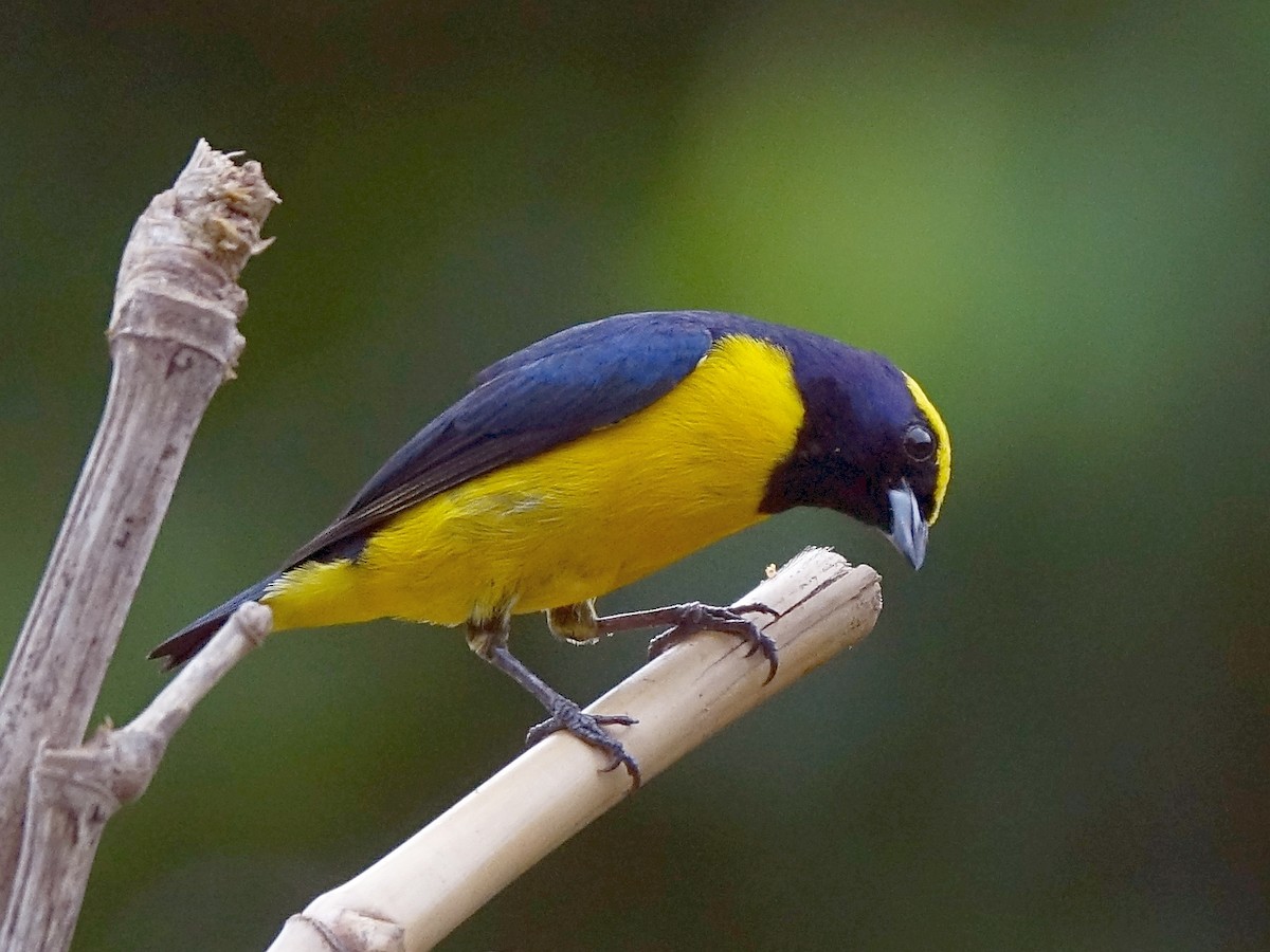 Yellow-crowned Euphonia - Stéphane  Thomin