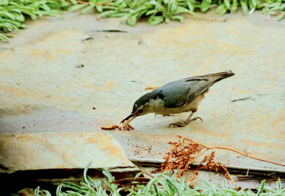 White-breasted Nuthatch - Mike Wittmer