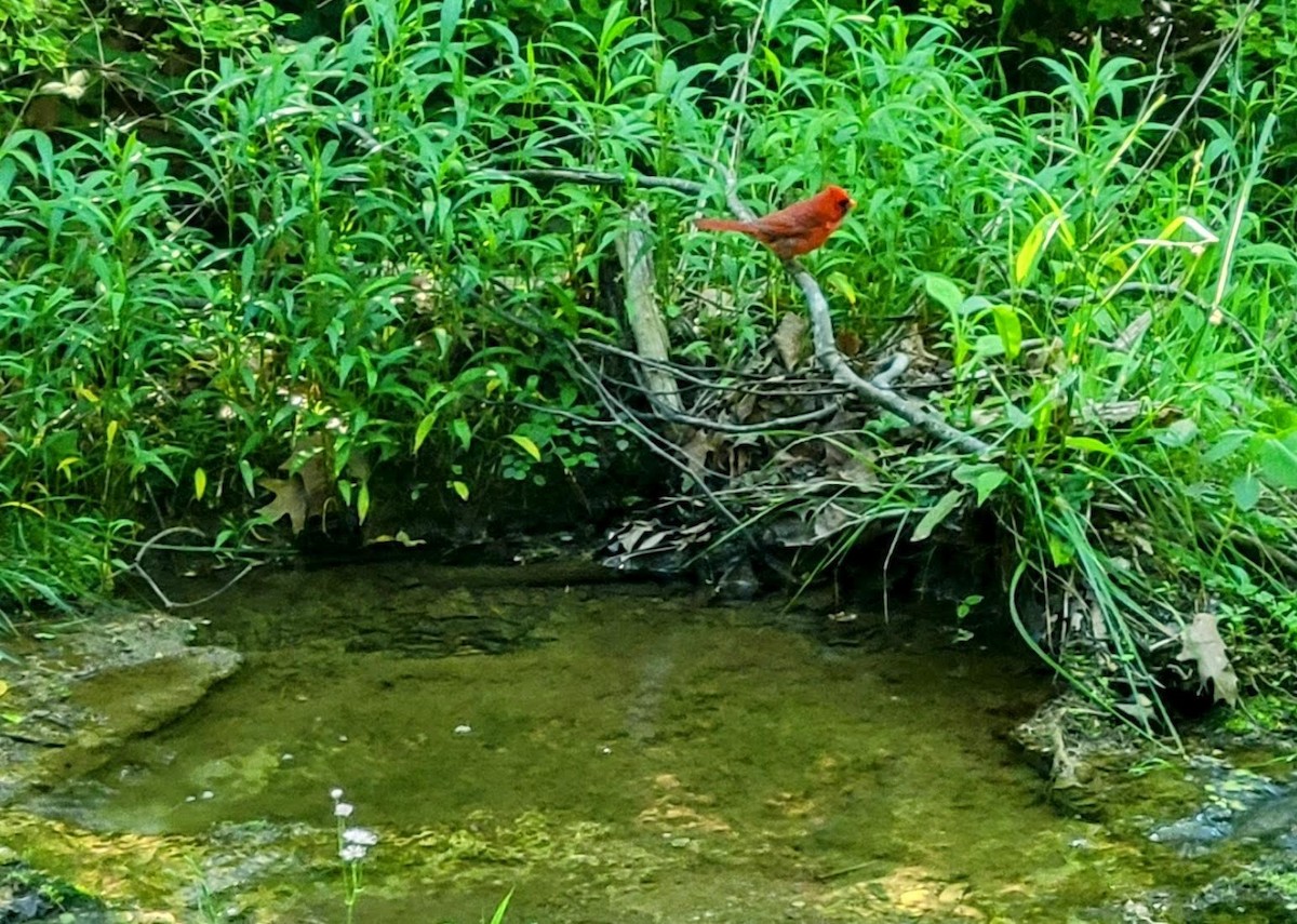 Cardinal rouge - ML618980648