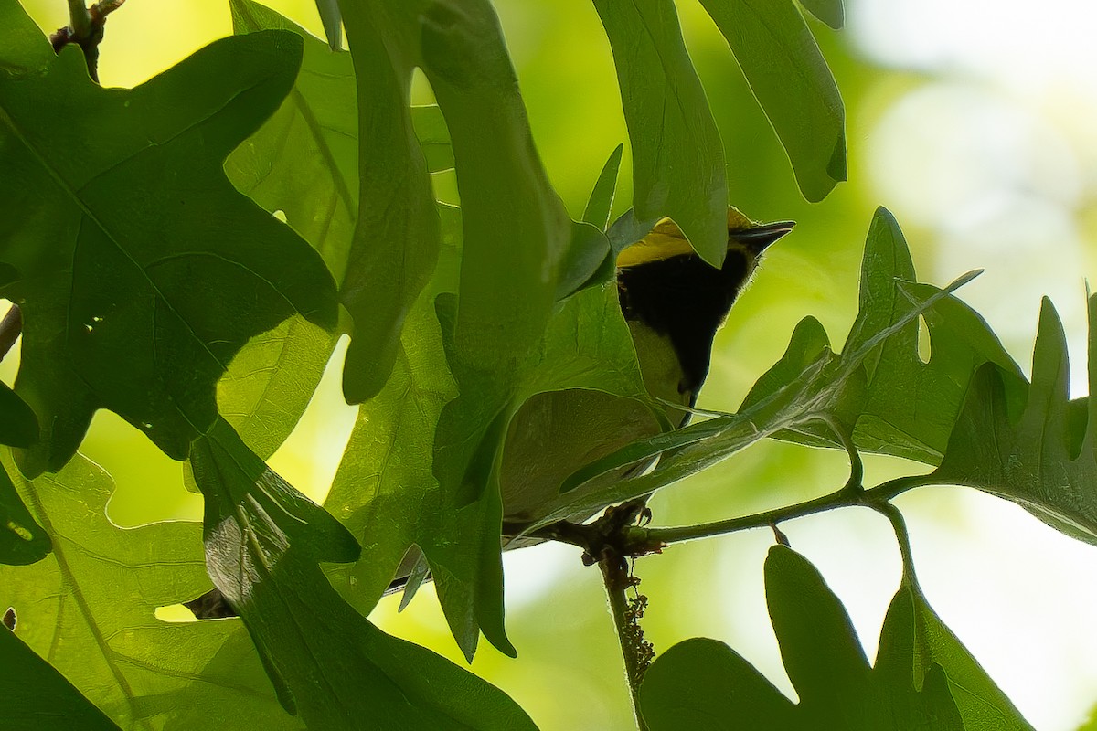 Black-throated Green Warbler - ML618980652