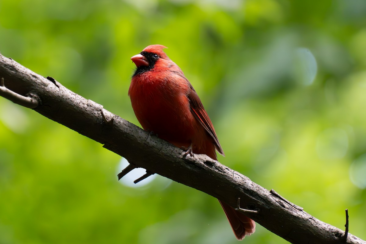 Northern Cardinal - ML618980671