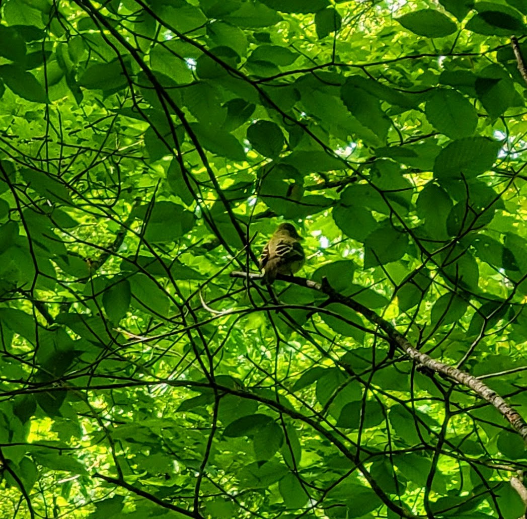 Acadian Flycatcher - Sarah Dooley