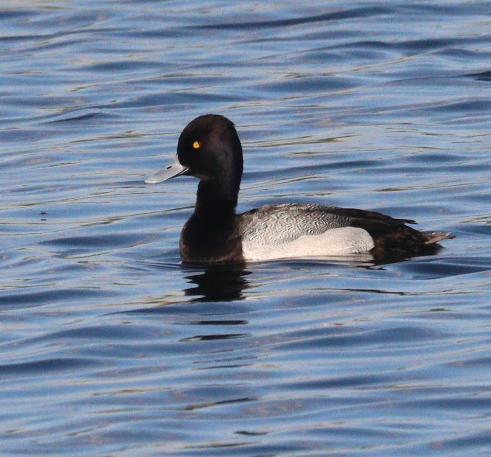 Greater Scaup - ML618980680