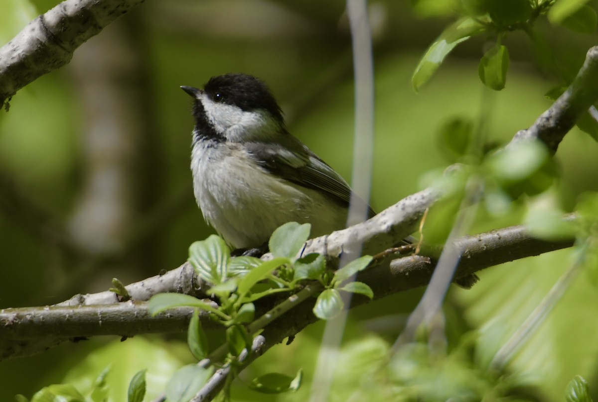 Black-capped Chickadee - ML618980681