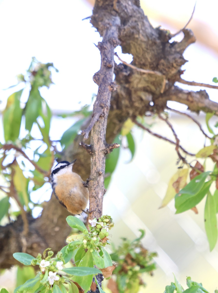 Red-breasted Nuthatch - ML618980684