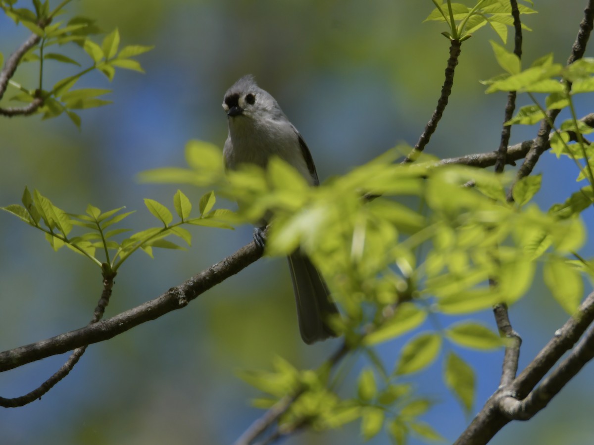 Tufted Titmouse - ML618980693