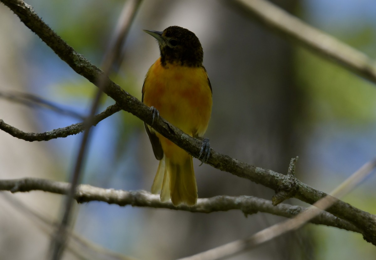 Baltimore Oriole - Peter Ferrera