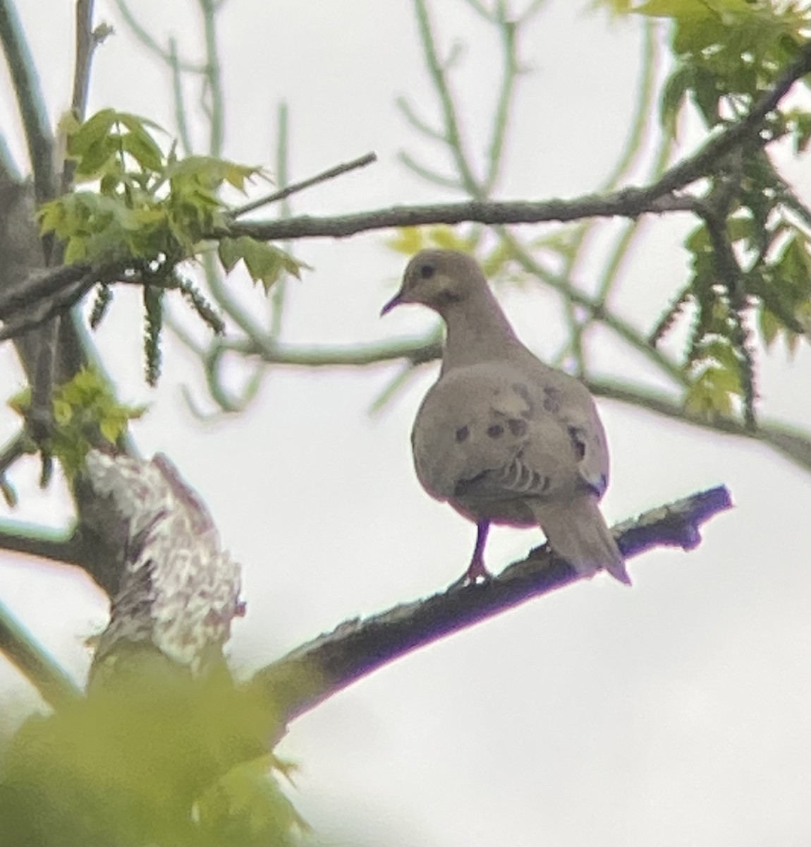 Mourning Dove - Monica Powers