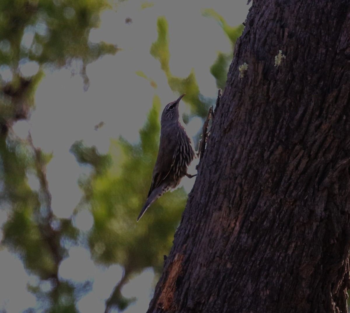 White-browed Treecreeper - ML618980716