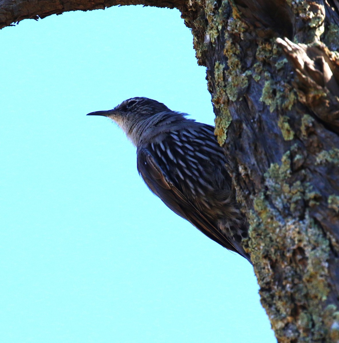 White-browed Treecreeper - ML618980717