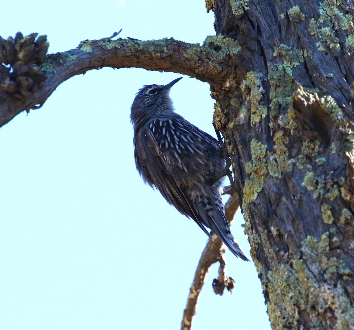 White-browed Treecreeper - ML618980718