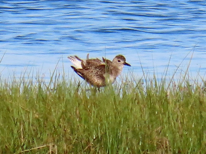 Black-bellied Plover - Karen Lebing