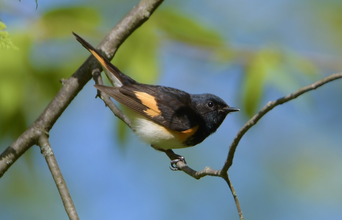 American Redstart - Peter Ferrera