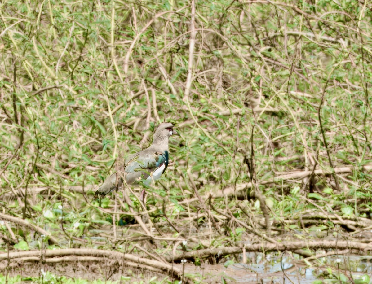 Southern Lapwing - ML618980748