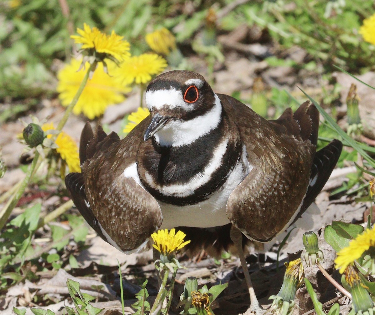 Killdeer - ML618980753