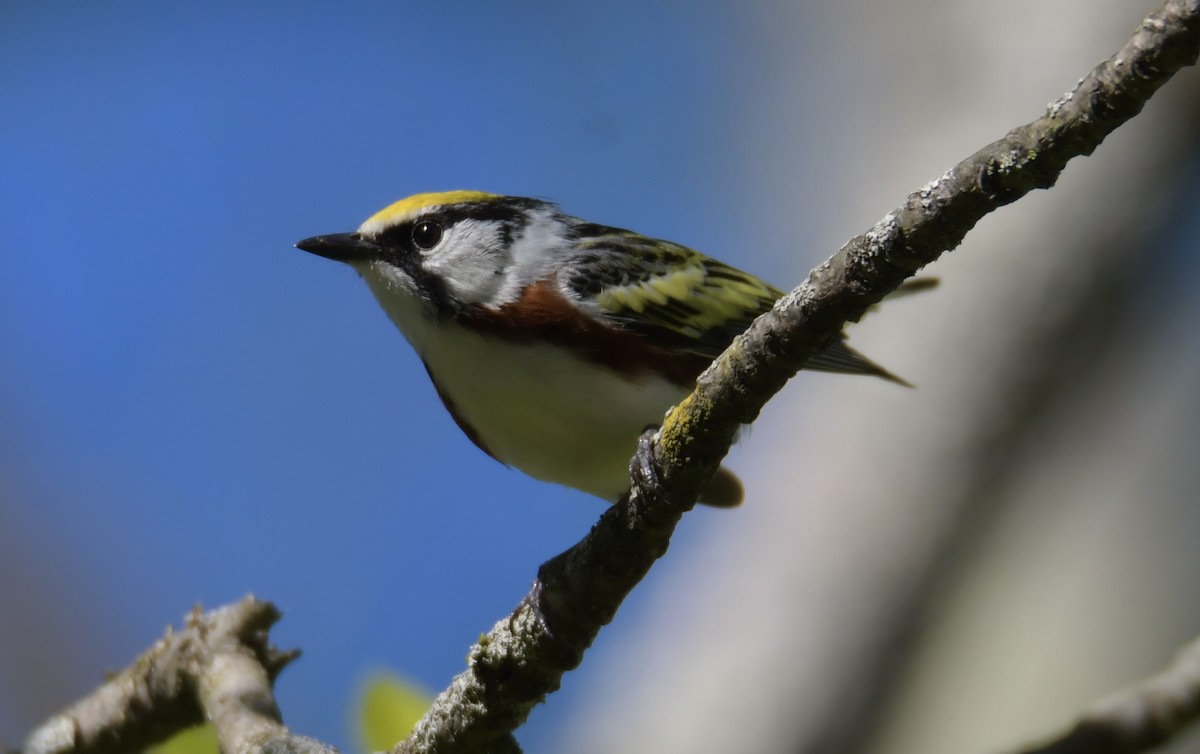 Chestnut-sided Warbler - Peter Ferrera