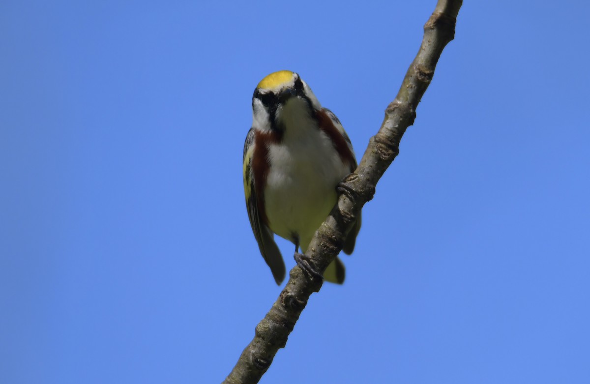 Chestnut-sided Warbler - Peter Ferrera