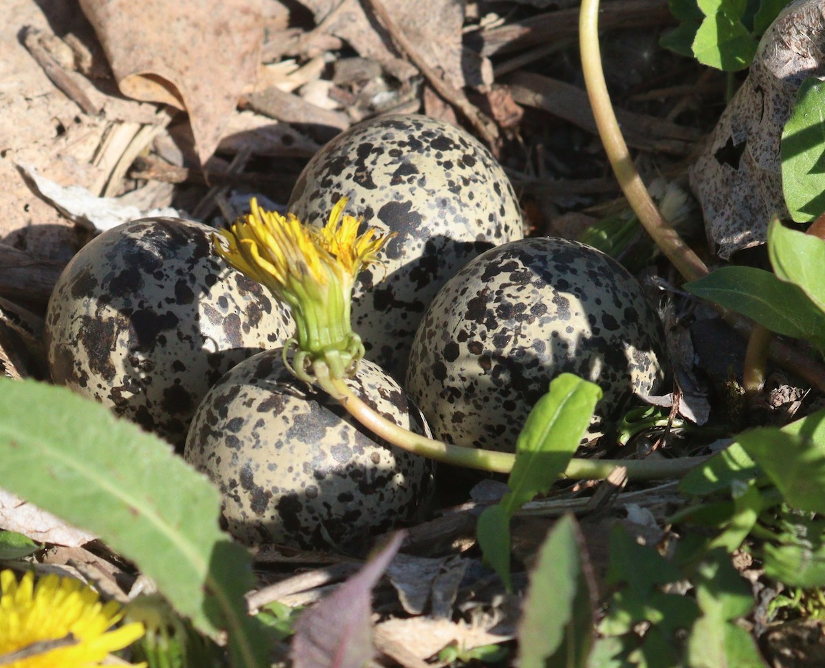 Killdeer - ML618980774