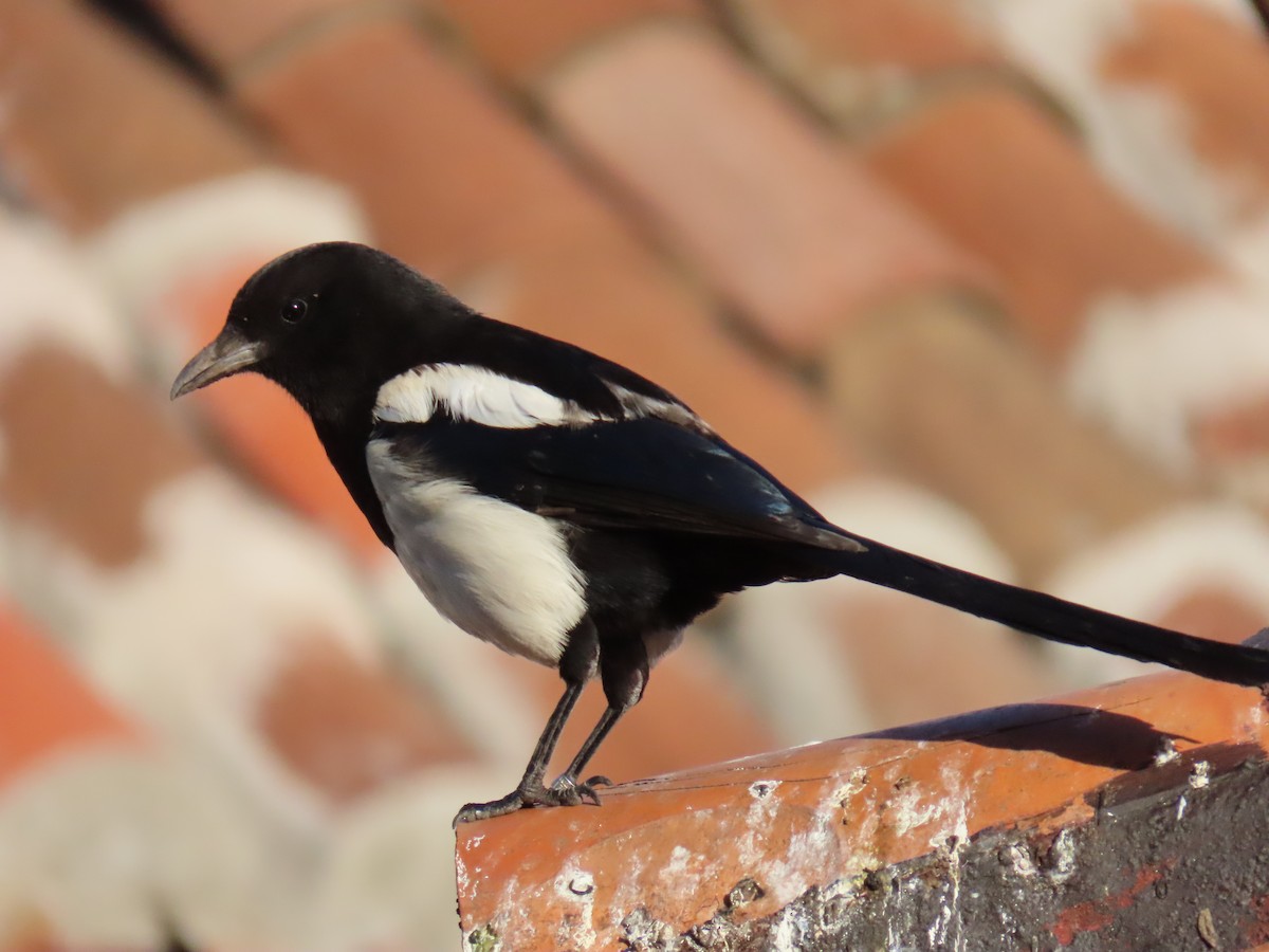 Eurasian Magpie - Sergio Calderon