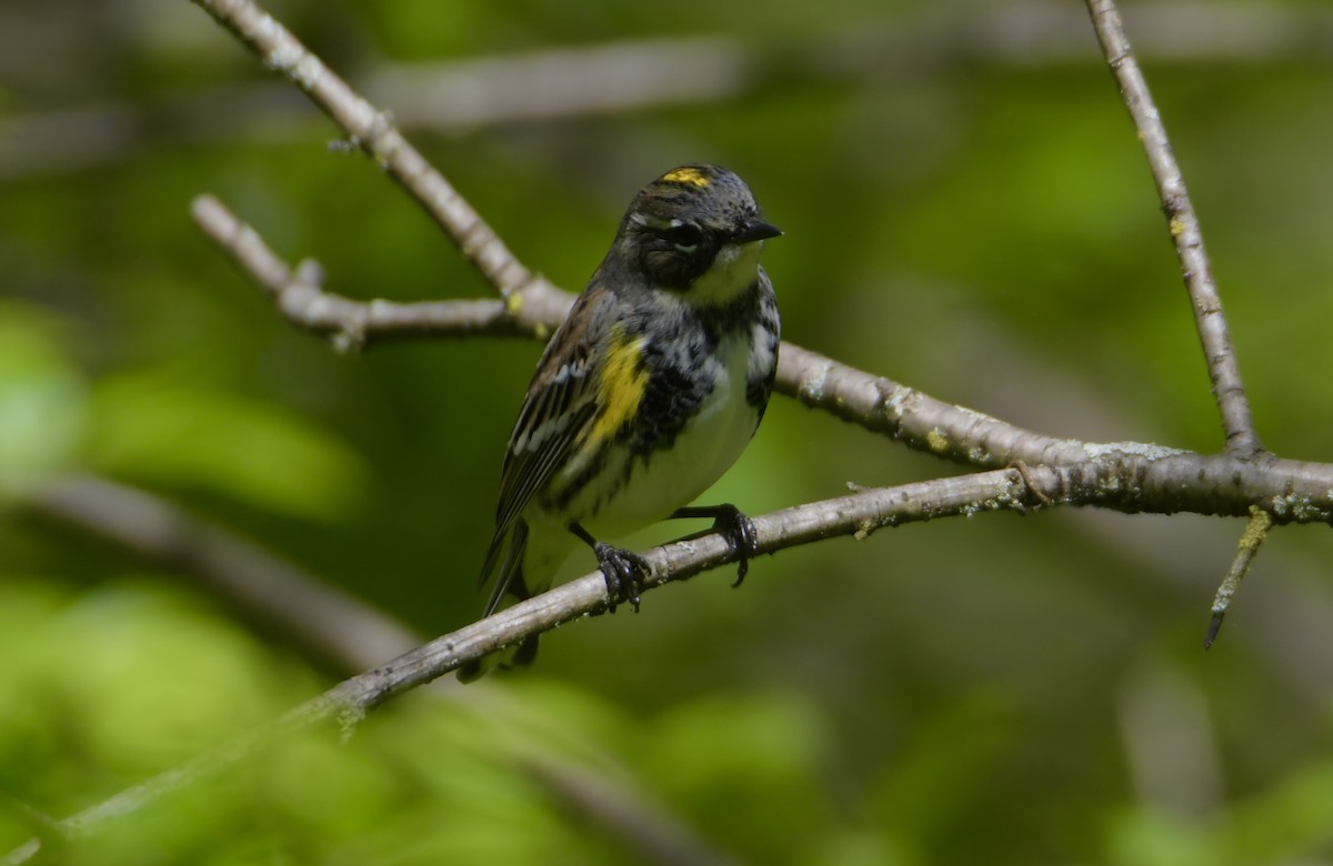 Yellow-rumped Warbler - ML618980796