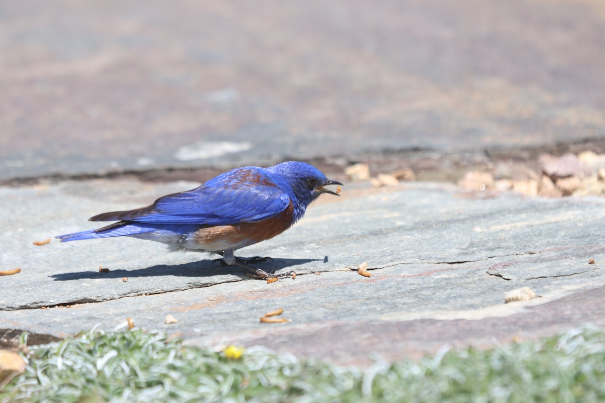 Western Bluebird - ML618980802