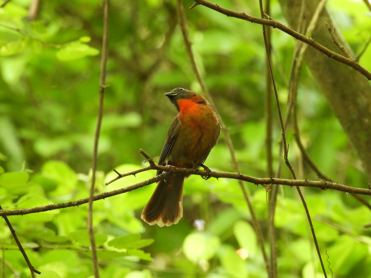 Red-throated Ant-Tanager - maicol gonzalez guzman