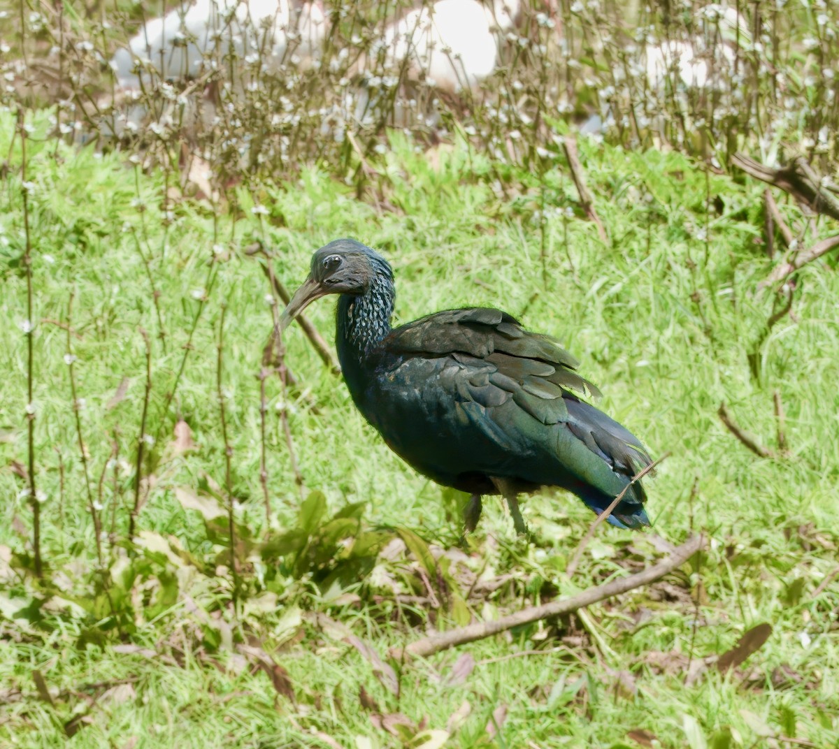 Green Ibis - Julie Schneider