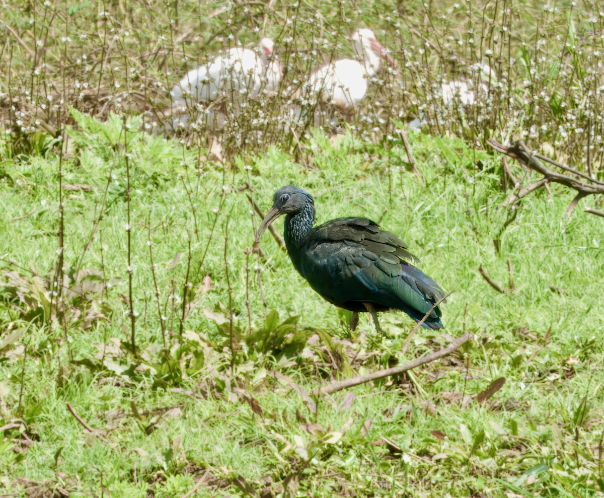 Green Ibis - Julie Schneider