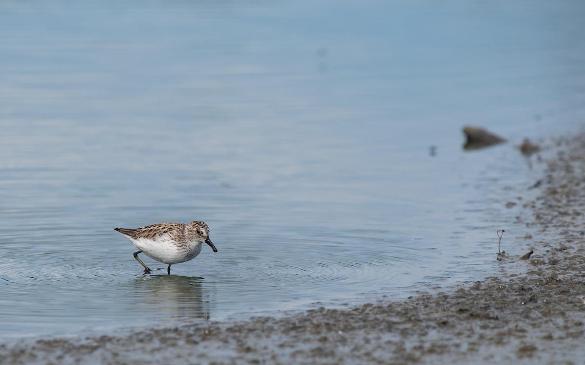 Semipalmated Sandpiper - ML618980845