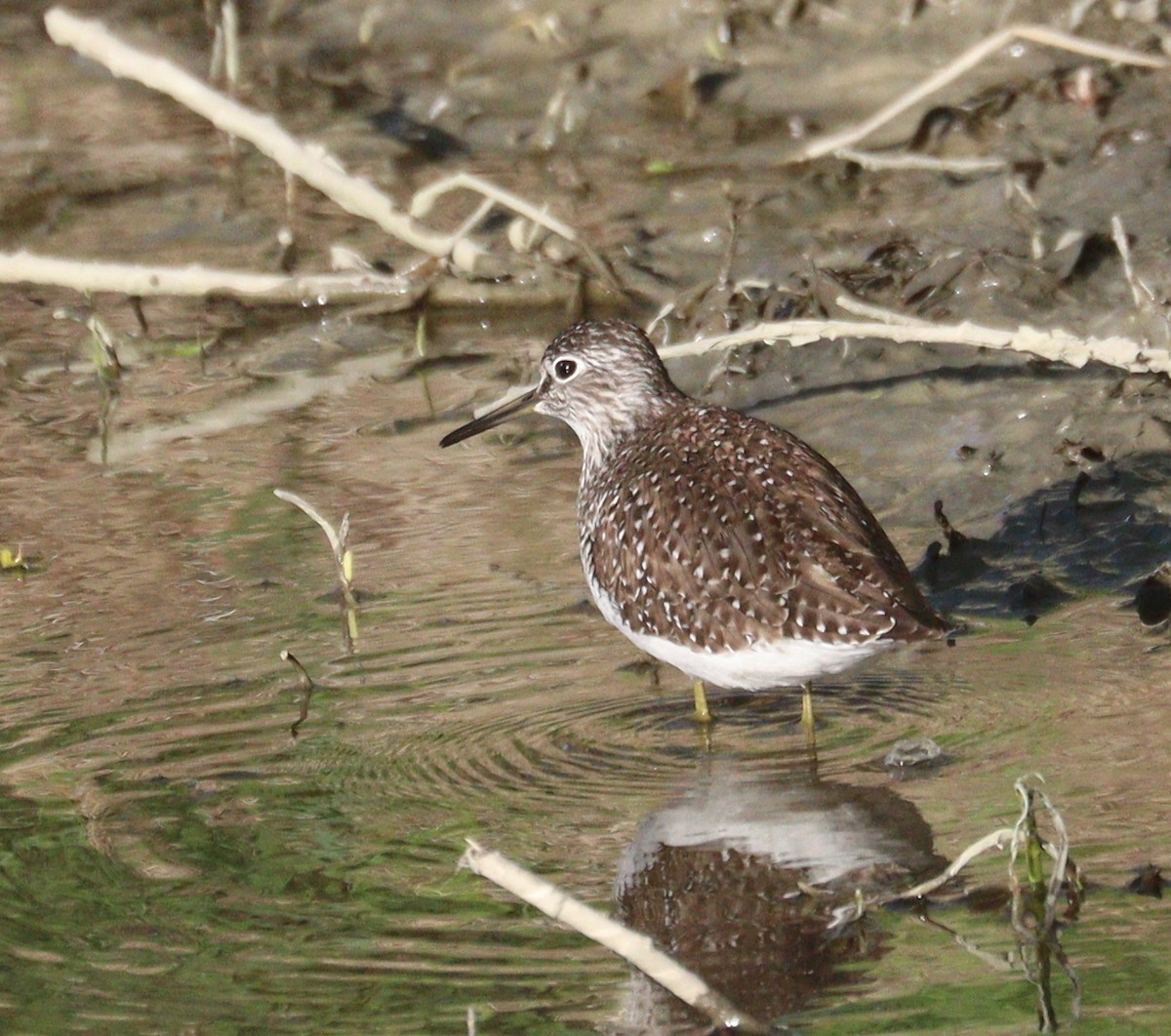 Solitary Sandpiper - Hélène Crête