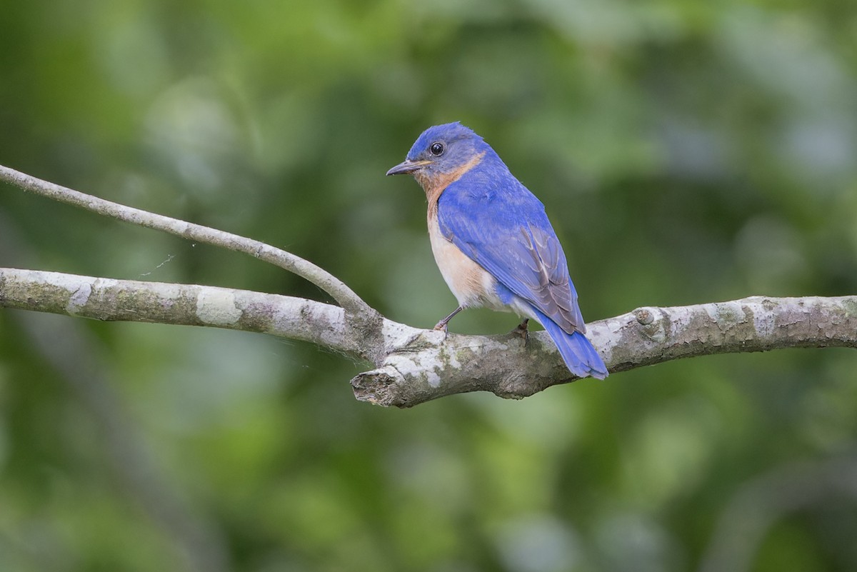 Eastern Bluebird - Michael Todd