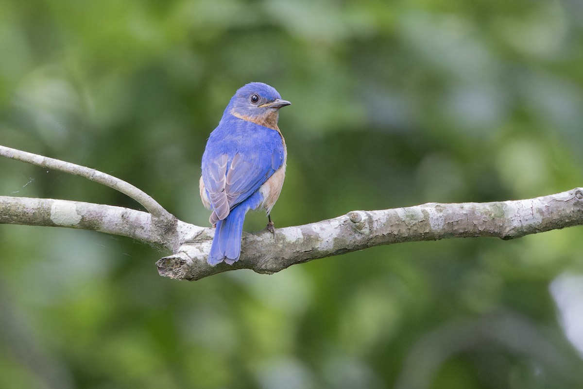 Eastern Bluebird - Michael Todd