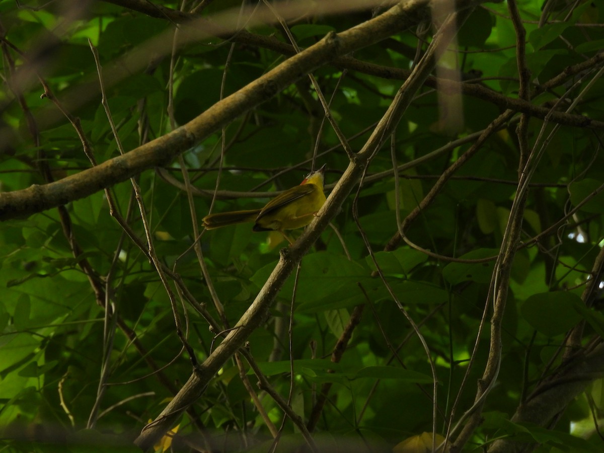 Chestnut-capped Warbler - maicol gonzalez guzman