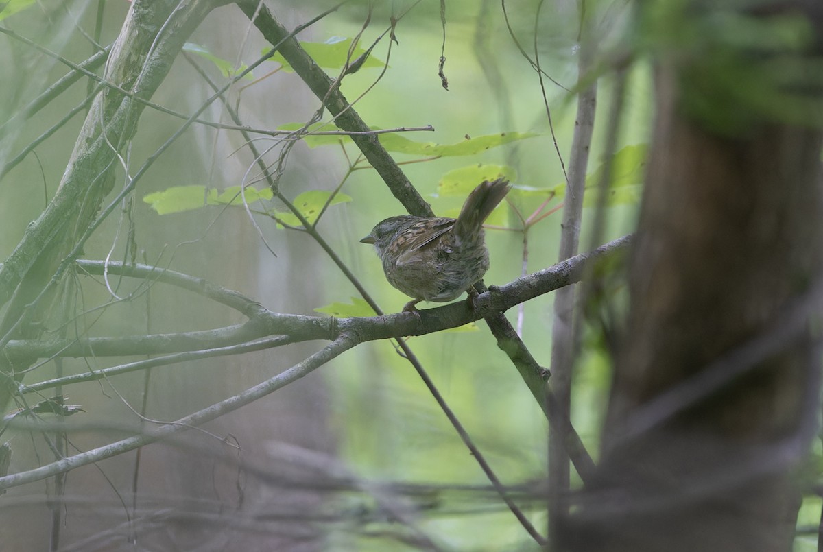 Swamp Sparrow - Michael Todd