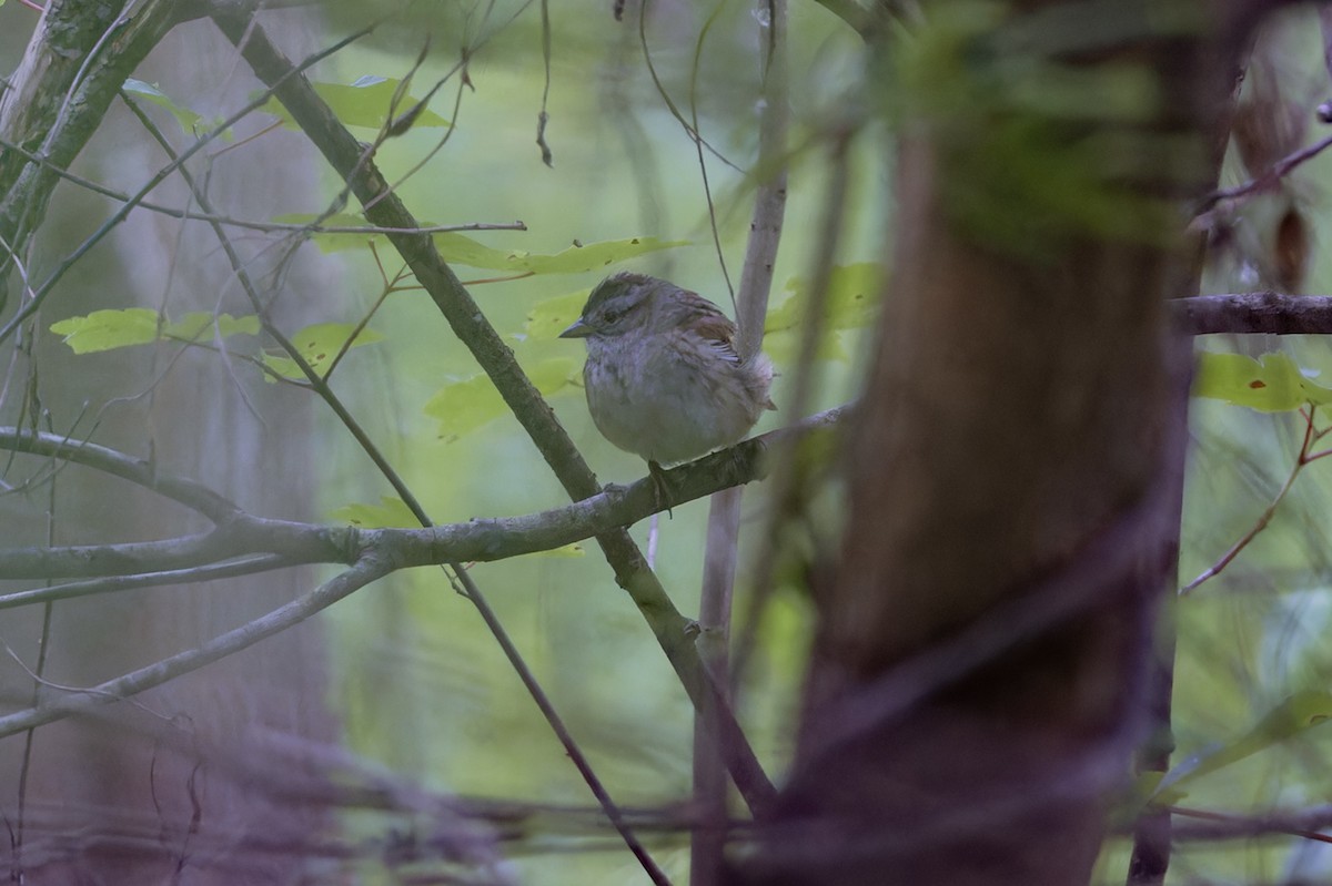 Swamp Sparrow - Michael Todd