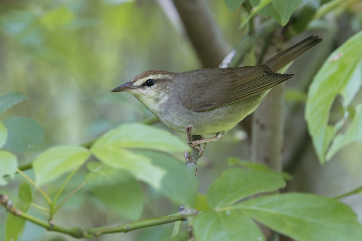 Swainson's Warbler - Michael Todd