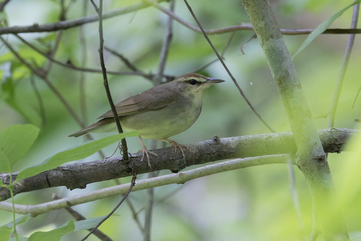 Swainson's Warbler - Michael Todd