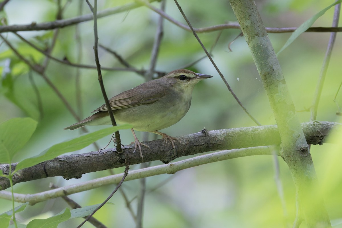 Swainson's Warbler - ML618980889