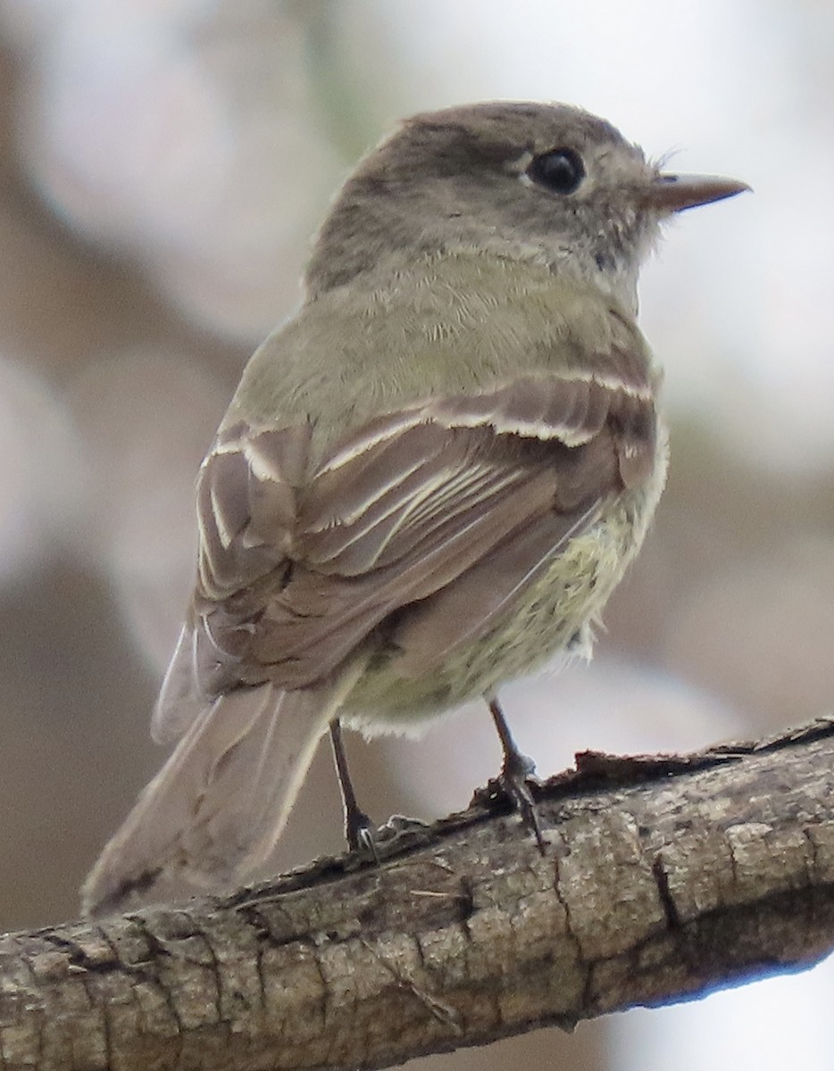 Hammond's Flycatcher - ML618980914