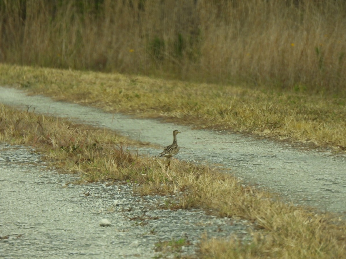 Upland Sandpiper - ML618980925