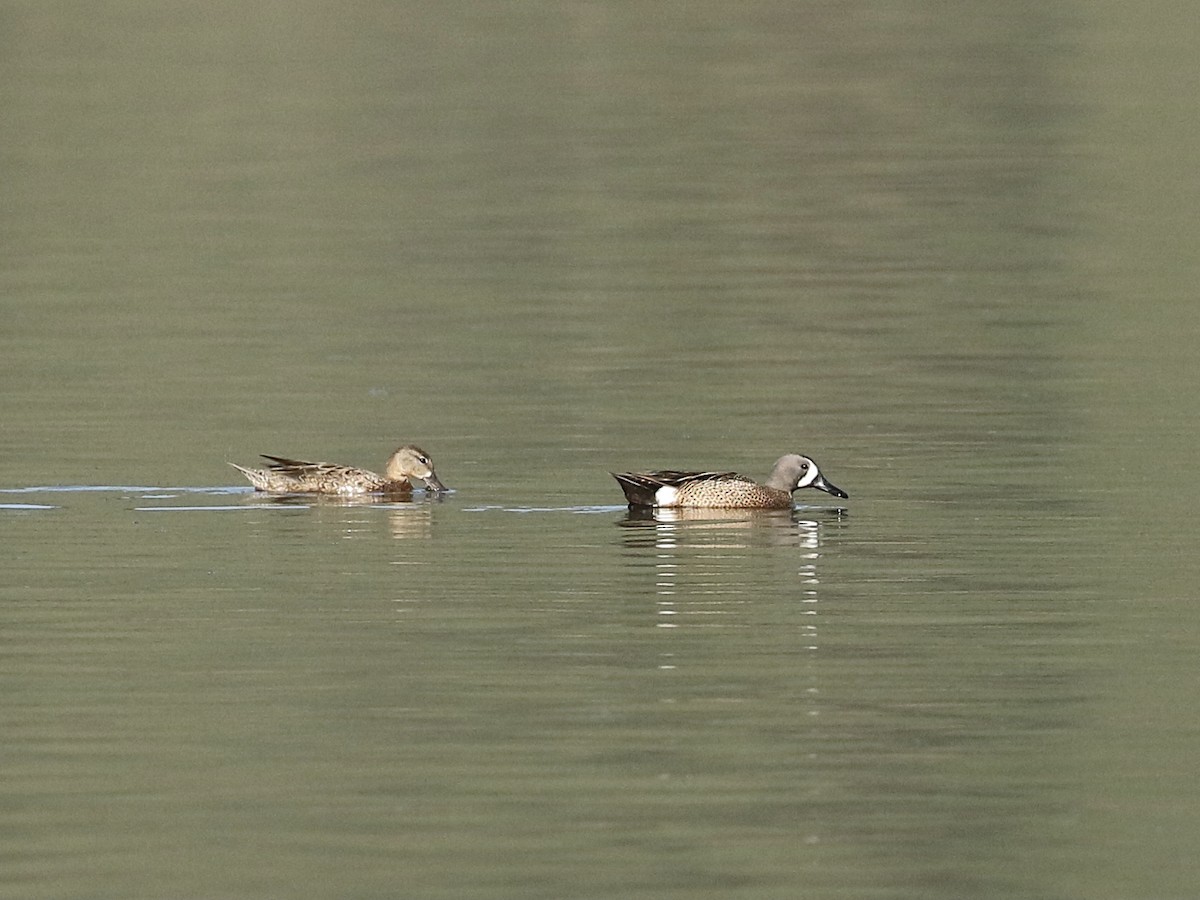 Blue-winged Teal - ML618980933