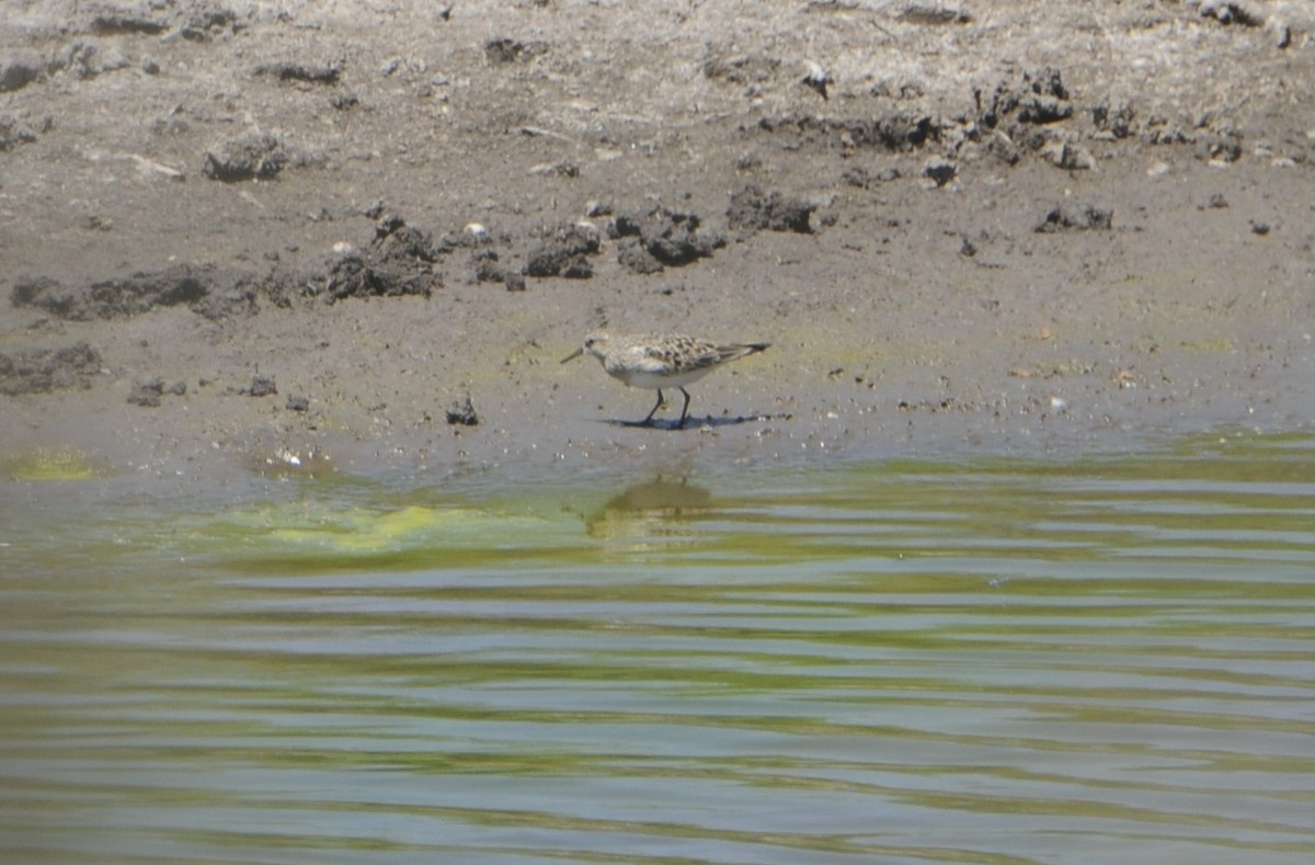 Baird's Sandpiper - ML618980954