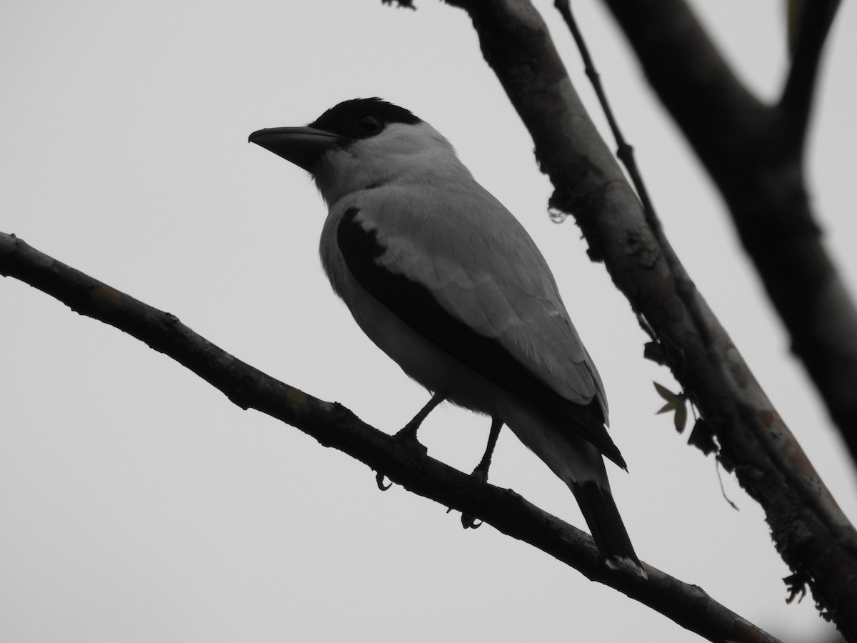 Black-crowned Tityra - Juan  Giraldo G