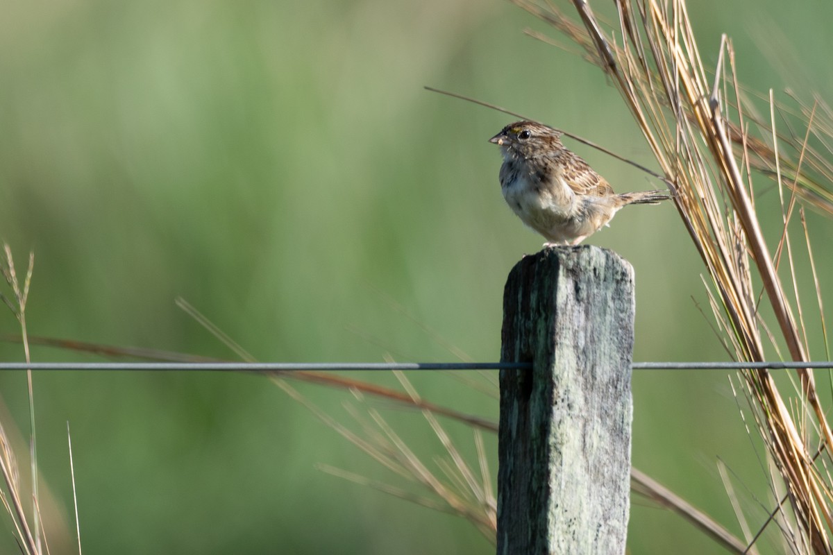 Grassland Sparrow - Javier Nicolás Quiróz