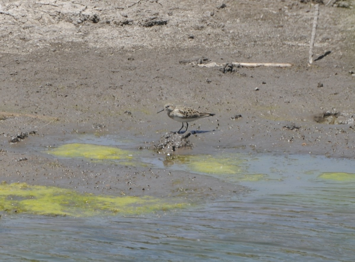 Baird's Sandpiper - ML618980967