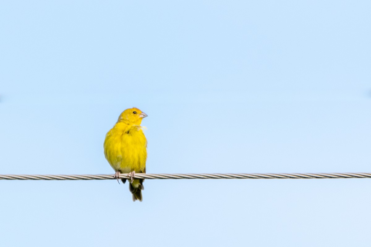 Saffron Finch - Javier Nicolás Quiróz