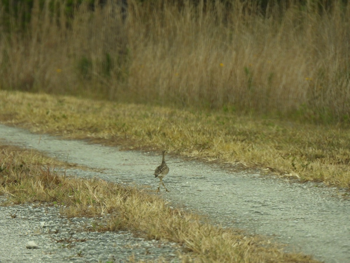 Upland Sandpiper - ML618980985